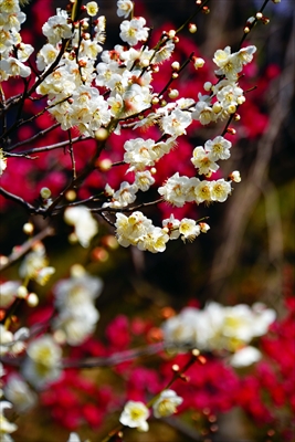 1160_大倉山公園_神奈川県