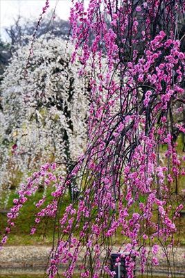 1162_大倉山公園_神奈川県