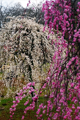 1163_大倉山公園_神奈川県