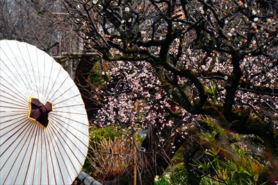 1166_洛東 祇園白川_京都府