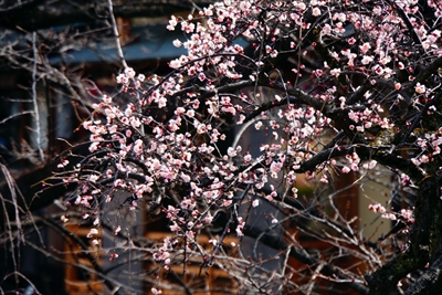 1050_洛東 祇園白川_京都府