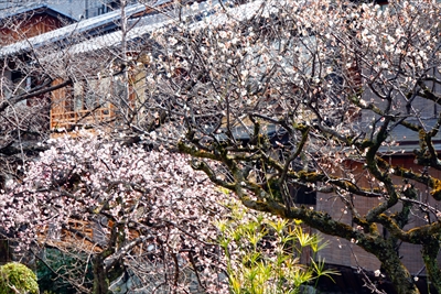 1052_洛東 祇園白川_京都府