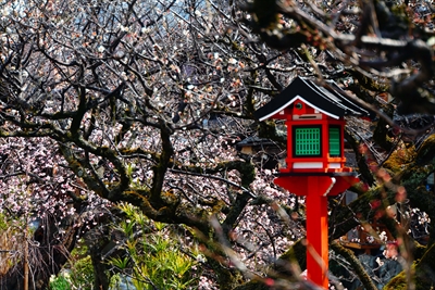 1053_洛東 祇園白川_京都府