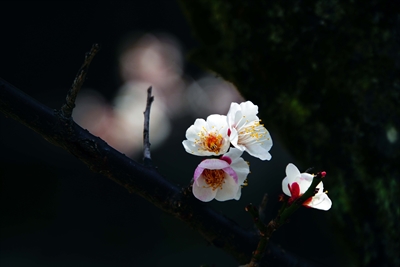 1055_洛東 祇園白川_京都府