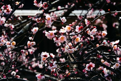 1056_洛東 祇園白川_京都府