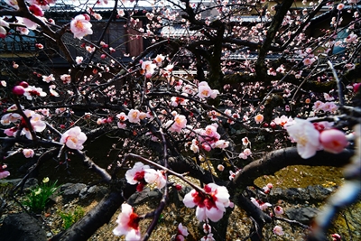 1058_洛東 祇園白川_京都府