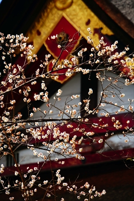 1033_洛東 八坂神社_京都府