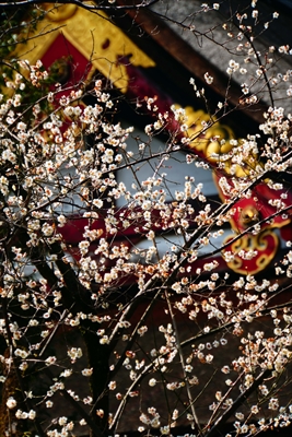 1034_洛東 八坂神社_京都府