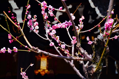 1036_洛東 八坂神社_京都府