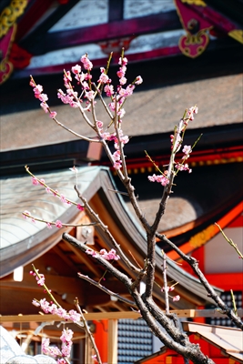 1158_洛東 八坂神社_京都府