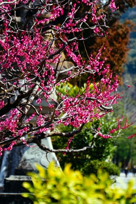 1159_洛東 八坂神社_京都府