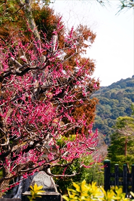 1162_洛東 八坂神社_京都府