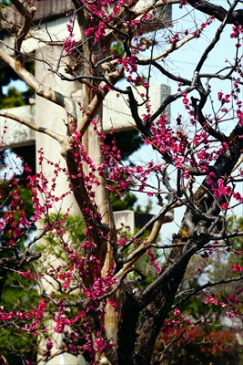 1163_洛東 八坂神社_京都府