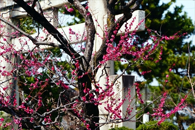 1164_洛東 八坂神社_京都府