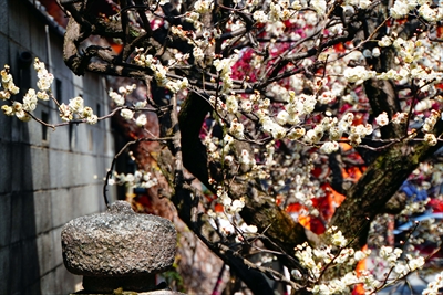 1023_洛東 金剛寺 (八坂庚申堂)_京都府