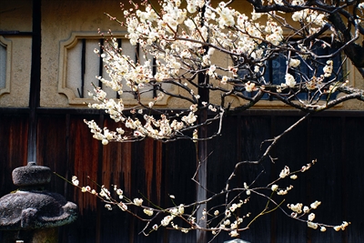 1024_洛東 金剛寺 (八坂庚申堂)_京都府