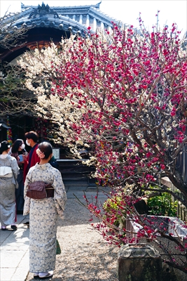 1025_洛東 金剛寺 (八坂庚申堂)_京都府