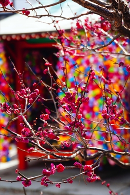 1027_洛東 金剛寺 (八坂庚申堂)_京都府