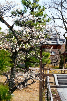 1002_洛東 総本山 智積院_京都府