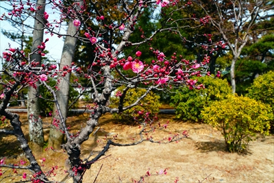 1003_洛東 総本山 智積院_京都府