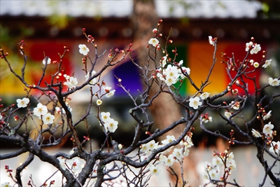 1004_洛東 総本山 智積院_京都府