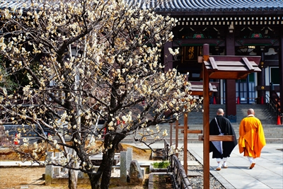 1005_洛東 総本山 智積院_京都府