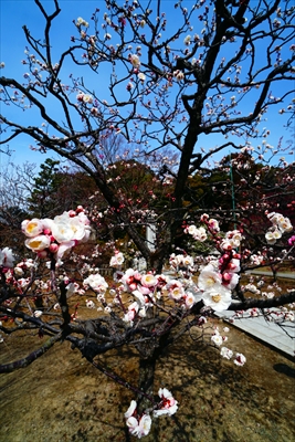 1010_洛東 総本山 智積院_京都府