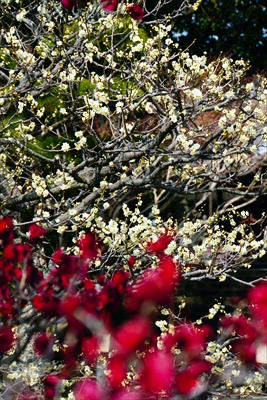 1012_洛東 総本山 智積院_京都府