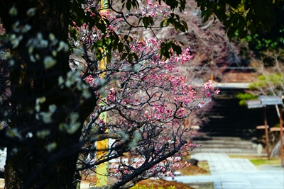 1013_洛東 総本山 智積院_京都府