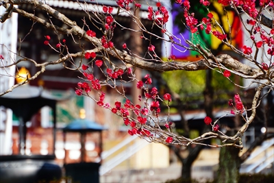 1014_洛東 総本山 智積院_京都府