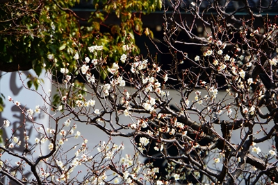 1019_洛東 総本山 智積院_京都府