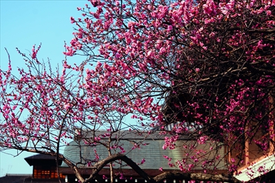 1024_洛中 東本願寺_京都府