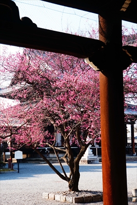 1030_洛中 東本願寺_京都府