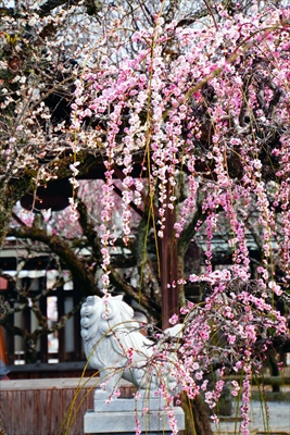 1003_綱敷天満宮_福岡県