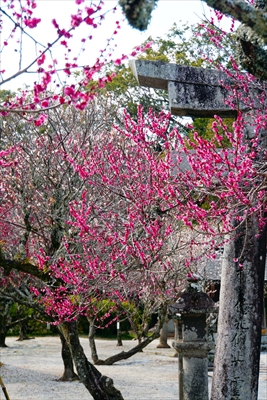 1004_綱敷天満宮_福岡県