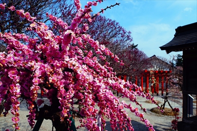 1008_綱敷天満宮_福岡県