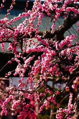 1019_綱敷天満宮_福岡県