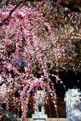 1020_綱敷天満宮_福岡県