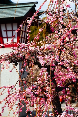 1021_綱敷天満宮_福岡県