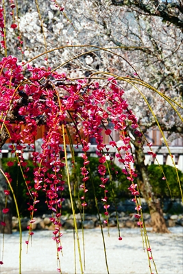 1025_綱敷天満宮_福岡県