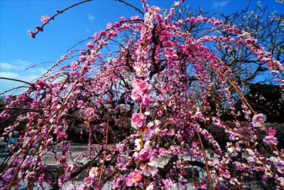 1029_綱敷天満宮_福岡県