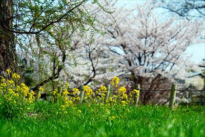 1002_浪岡湿生花園_青森県