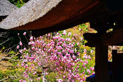 1002_西芳寺_神奈川県