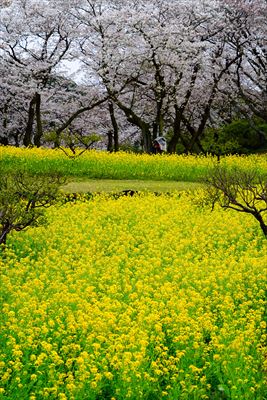 1063_祐徳稲荷神社_佐賀県