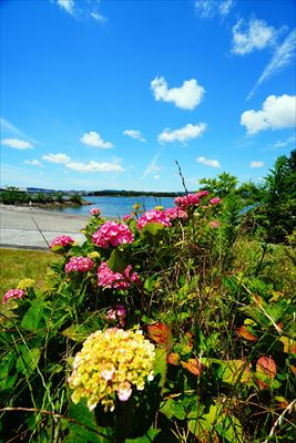 1071_八景島_神奈川県