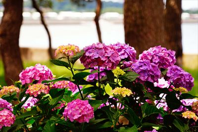 1047_野島公園_神奈川県