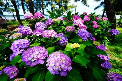 1011_野島公園_神奈川県