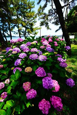 1012_野島公園_神奈川県