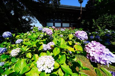 1012_洛東 智積院_京都府