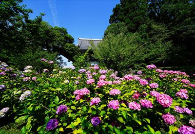 1014_洛東 智積院_京都府